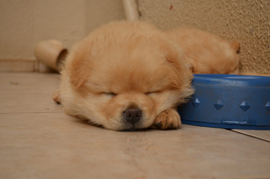 眠っている犬の写真