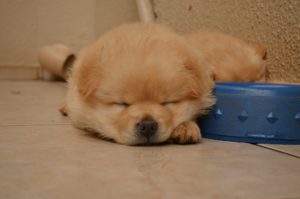 眠っている犬の写真