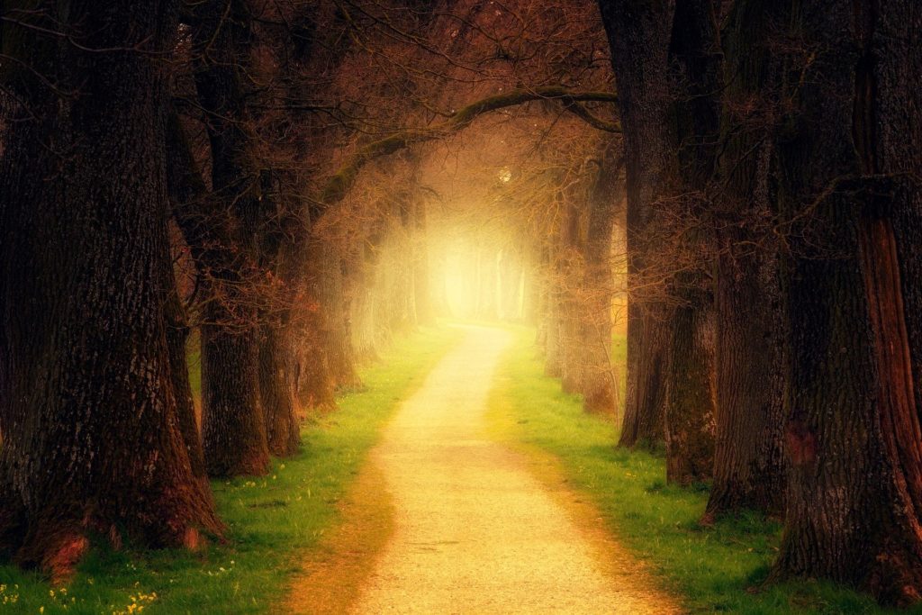 森の中の光の道の写真
