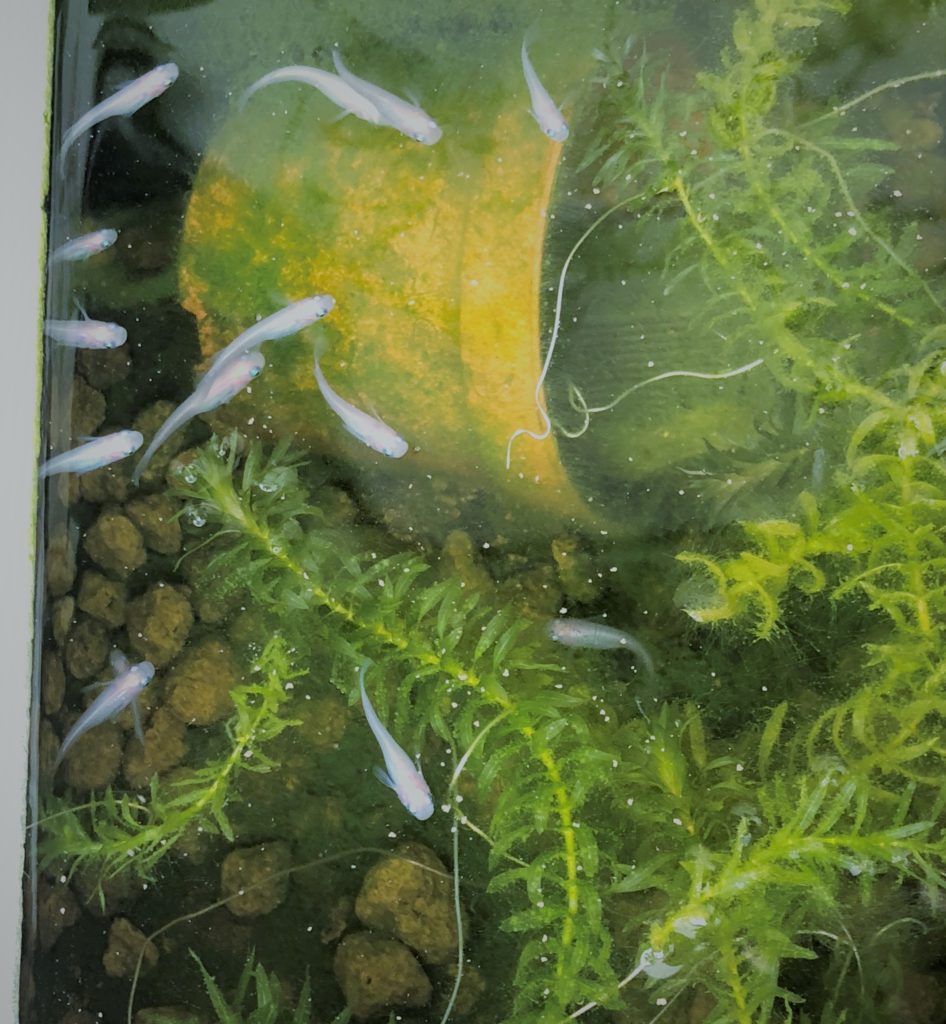 メダカ飼育初心者の失敗談-水草付着の貝スネール・産卵繁殖時の針子稚魚が共食いで死んだ- | HOP CONSULTING